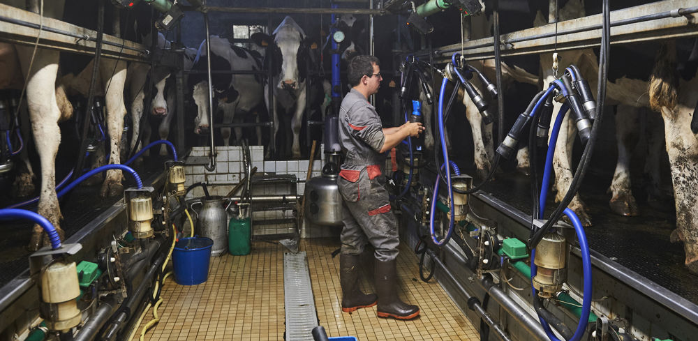 Conjoncture En juillet la collecte de lait s est stabilisée