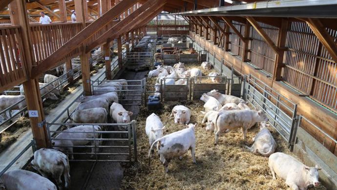 La Ferme Des Bordes Automatise Sa Stabulation Exp Rimentale