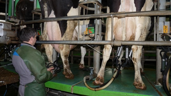 Collecte De Lait été 2013 En Hausse Entrainée Par Les Prix 