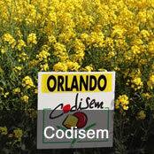 Codisem