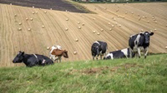 Vaches dans un pré
