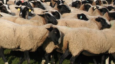 La production d’ovins viande baisserait de 2 % en 2014 La production d’ovins viande baisserait de 2 % en 2014
