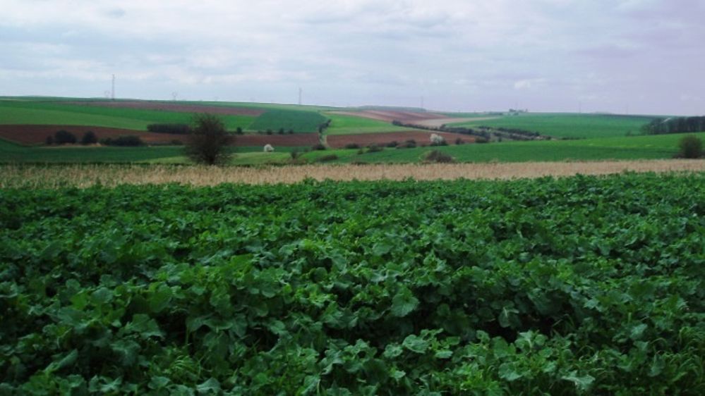 Les petites exploitations pas épargnées par la baisse des aides