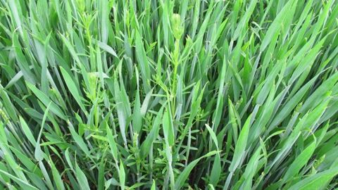 Partenaires des actions foliaires