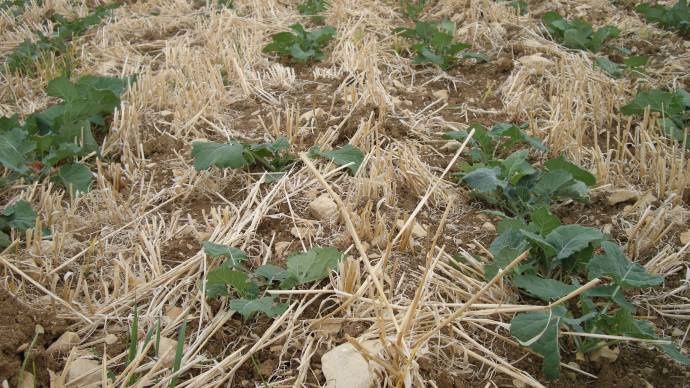 Semis de colza derrière strip-till