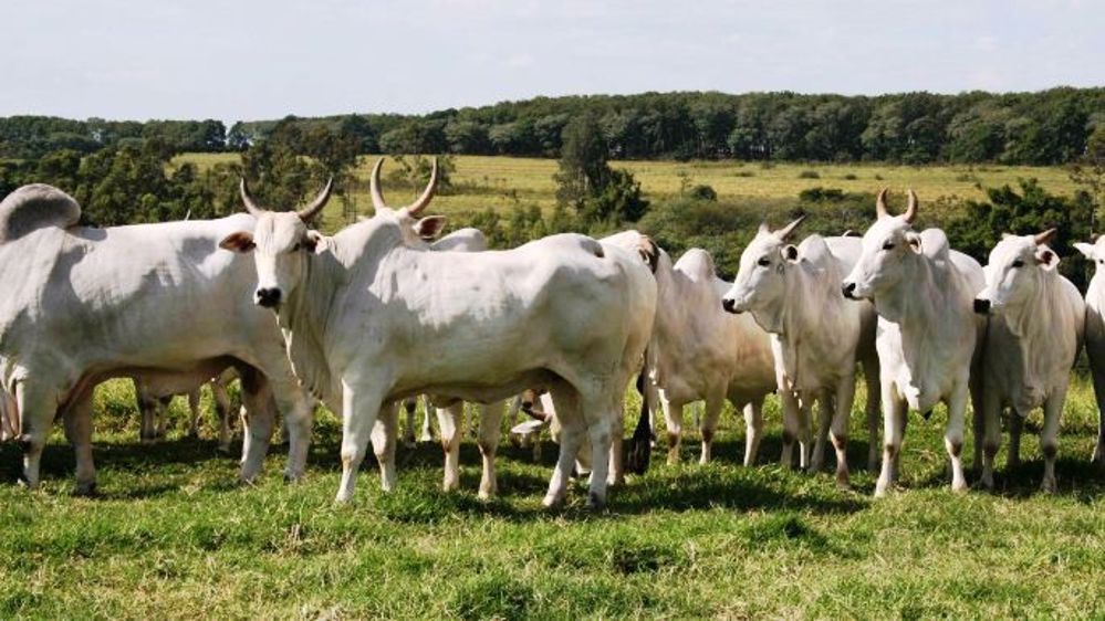 79,4 Mds d’$ d’excédent commercial agroalimentaire en 2012