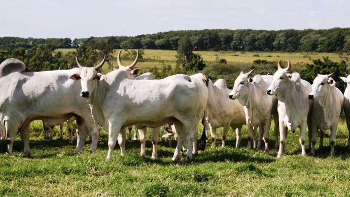 Le Brésil, 1er exportateur mondial incontesté de viande bovine juste devant l'Inde. 