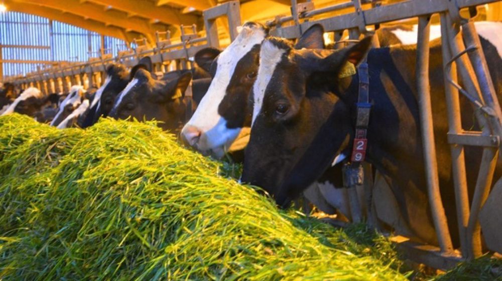 Une gestion à flux tendu au Gaec de la Ruette