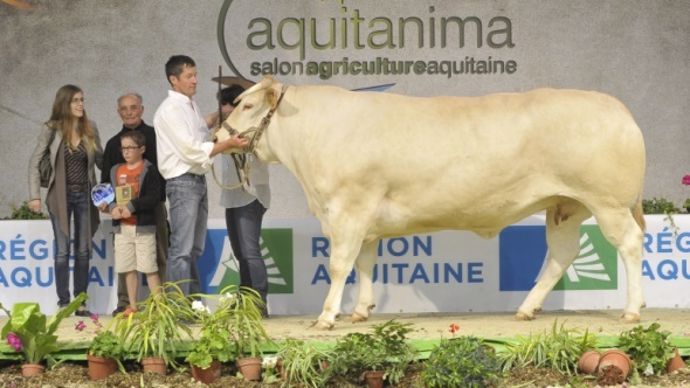 Blonde d'Aquitaine - Aquitanima 2014