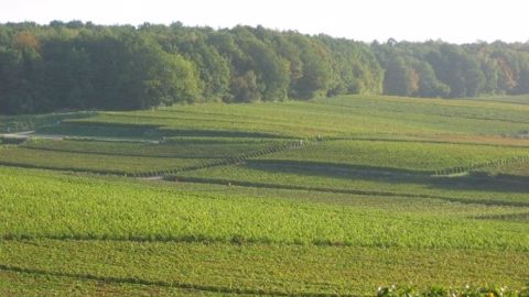 Un millier d'hectares de vigne touchés par la grêle en Gironde Un millier d'hectares de vigne touchés par la grêle en Gironde