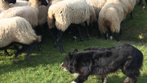 La transhumance, entre enjeux économiques et écologiques La transhumance, entre enjeux économiques et écologiques