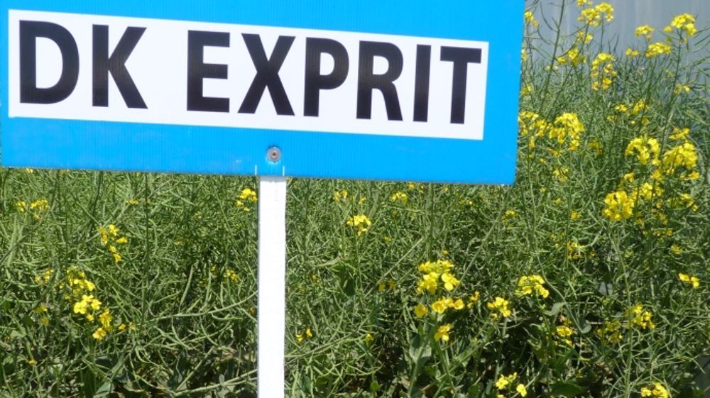 Poursuite des efforts de sélection tous azimuts en colza sur fond de durabilité