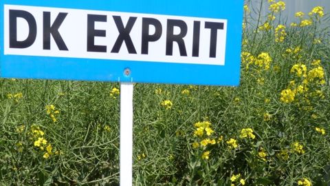 Poursuite des efforts de sélection tous azimuts en colza sur fond de durabilité Poursuite des efforts de sélection tous azimuts en colza sur fond de durabilité