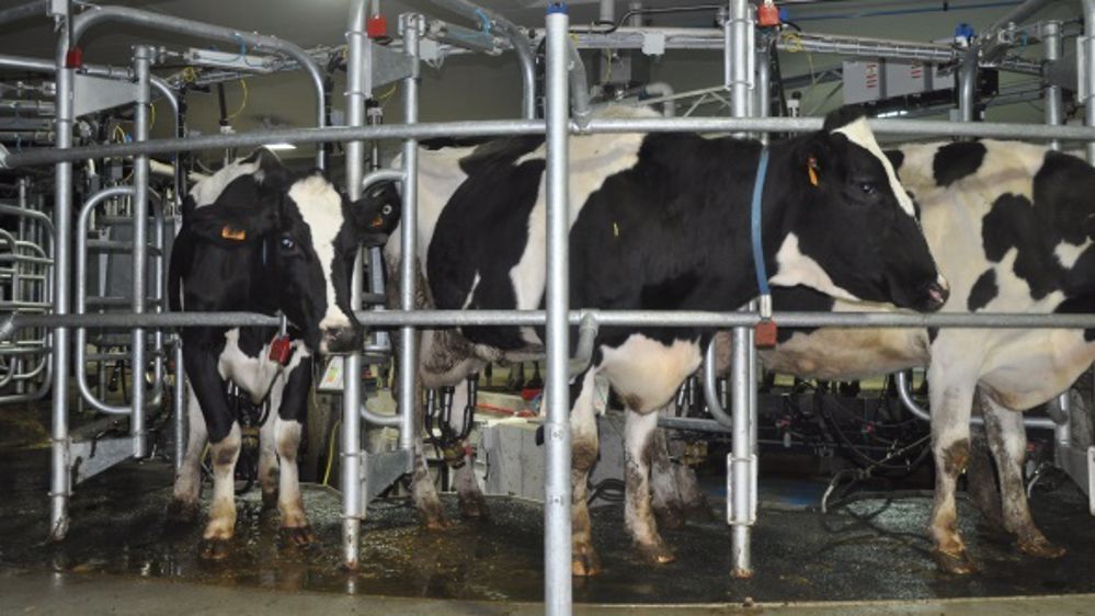 + 9 €/1.000 l versés aux adhérents de Laïta/Even en juillet