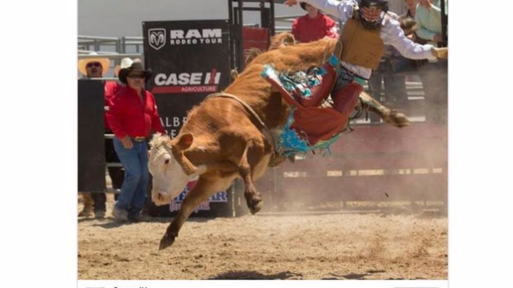 De l'insolite au pro, une semaine d'élevage sur les réseaux sociaux