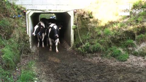 Les vaches de Philippe Postec passent sous la route Les vaches de Philippe Postec passent sous la route