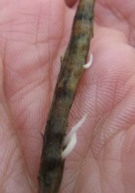 Colza germé