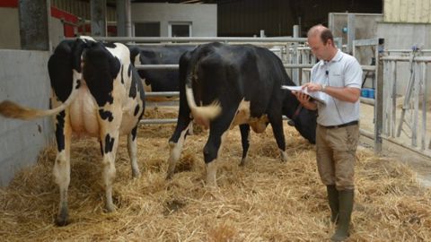 De nombreux taureaux d’Evolution sont issus du Gaec du Treil (44)