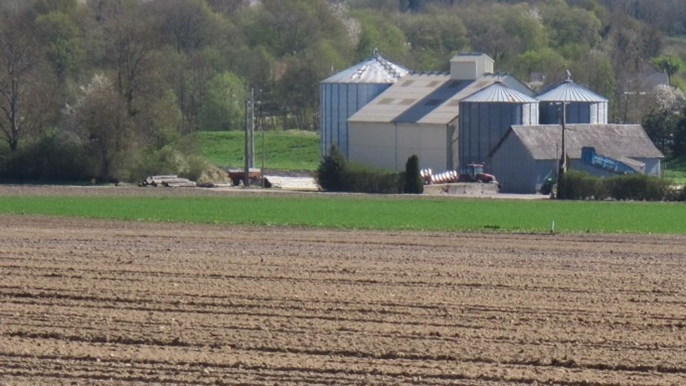 Une conduite rigoureuse du stockage et de la ventilation pour les grains germés