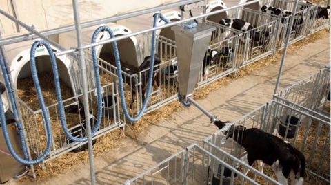 Commandé automatiquement, le système de Dal « Calf Rail » de Förster-Technik permet de nourrir jusqu‘à 32 veaux en cases individuelles. La buvée est administrée de façon individuelle. (©Förster-Technik)