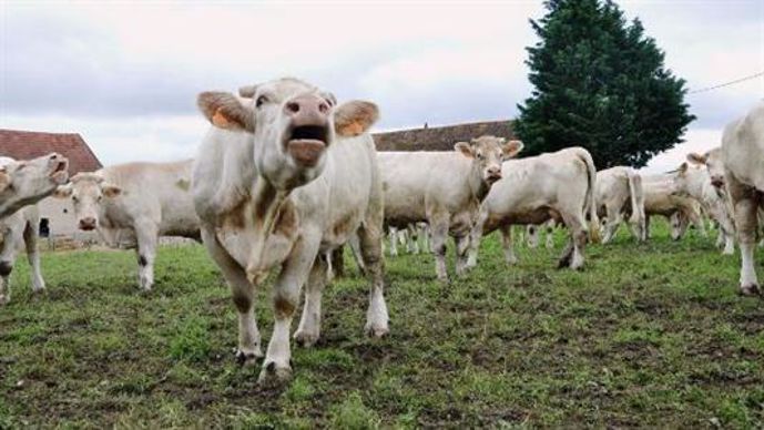embargo russe sur la viande bovine