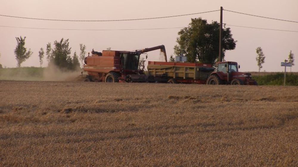 De très bons rendements en blé qui ne compensent pas le défaut de qualité