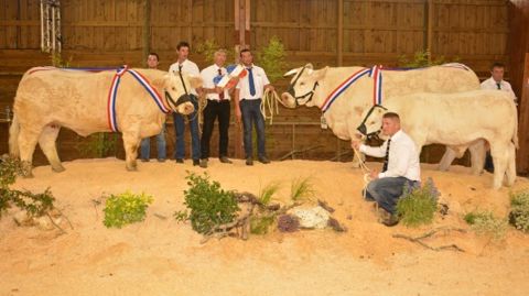 Palmarès et photos du concours national charolais au Marault (Maj veaux)