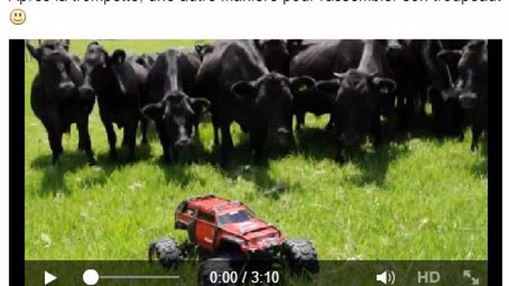 Vidéo de vaches curieuses (©Marcus Augustus sur Facebook)