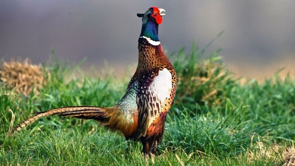 La conservation des oiseaux sauvages et des habitats