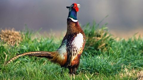 La conservation des oiseaux sauvages et des habitats