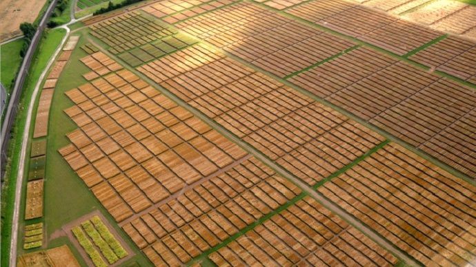 Sélection de variétés de céréales