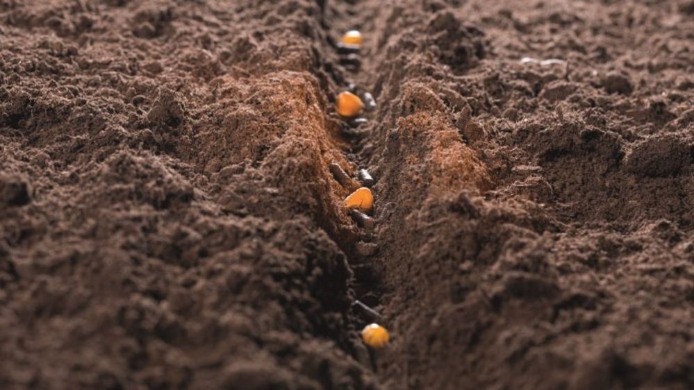 ExplOrer, biostimulant de la rhizosphère, en starter du maïs