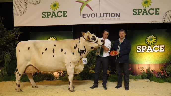 Aubade est sacrée championne adulte de la race normande. 