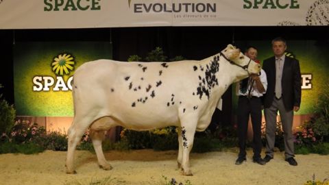 Européenne, la Normande sacrée grande championne Européenne, la Normande sacrée grande championne