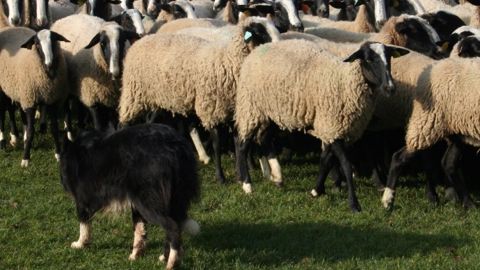 Une vie bouleversée par l'arrivée des loups