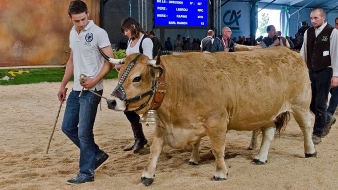 Aubrac