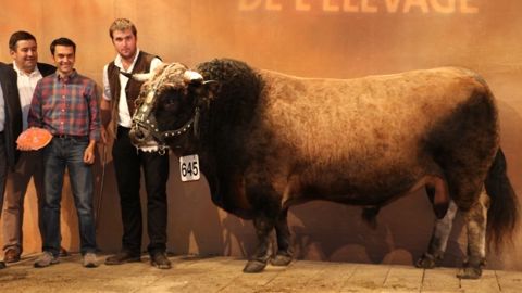Retrouvez tous les palmarès des concours bovins lait et viande Retrouvez tous les palmarès des concours bovins lait et viande