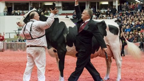 Tous les palmarès des concours qui étaient en direct de Madison sur Web-agri Tous les palmarès des concours qui étaient en direct de Madison sur Web-agri