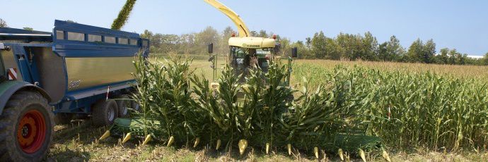 ensilage de maïs