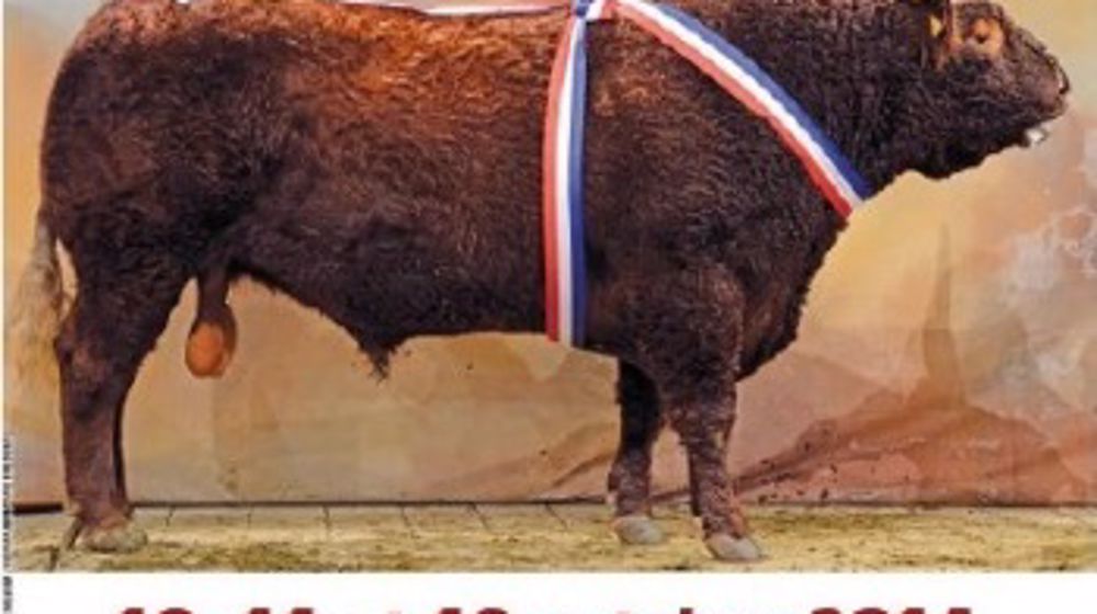 450 Salers à Mauriac dans le Cantal les 11 et 12 octobre