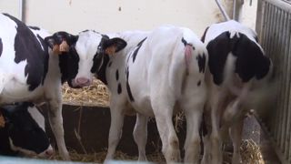 75 % de femelles et 25 % de mâles avec le Delta ProHeifer avant l’IA 75 % de femelles et 25 % de mâles avec le Delta ProHeifer avant l’IA