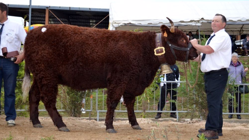 Palmarès et photos du concours national salers à Mauriac
