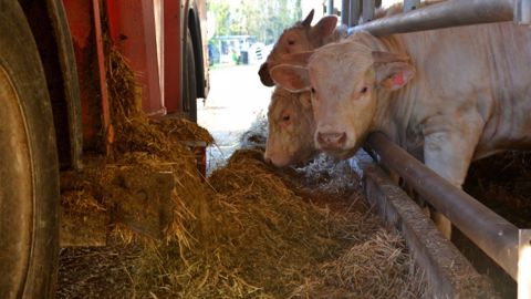 Introduire du sorgho Bmr dans les rations des bovins viande
