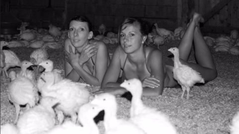 Les agricultrices d’Ille-et-Vilaine à poil et à plumes