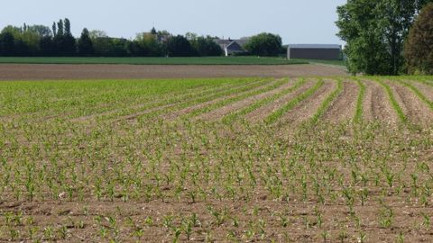 Monsoon active de Bayer éradique graminées et dicots en post-levée