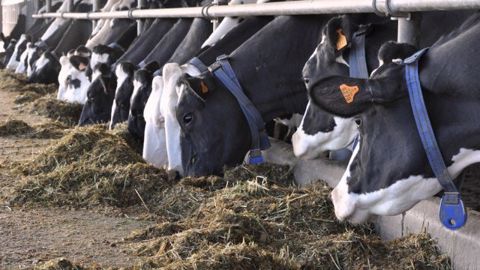Un gain de 2 litres/VL/j avec l'extrait végétal Axion Start selon Ccpa