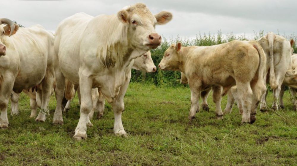 P.Pierre : « On sous-estime la capacité de récupération hivernale des prairies »