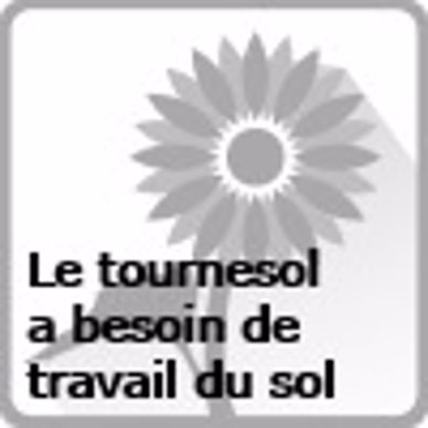 Implantation du tournesol