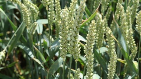 Pour les Chambres d'agriculture, l'heure de la mutualisation des expériences