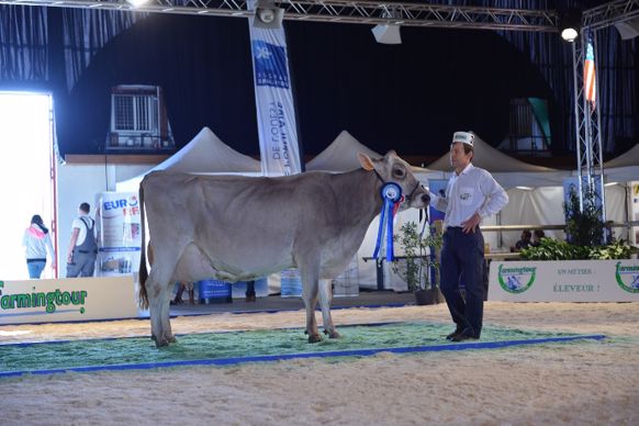 Brune, au Gaec Matignon (Maine-et-Loire, Grande championne Brune